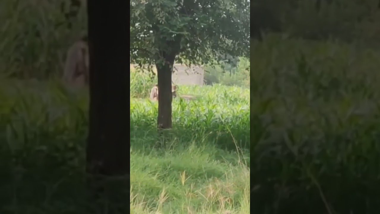 🚨 Locals film a group of TTP militants in Bajaur. #pakarmy #bajaurnews #operation