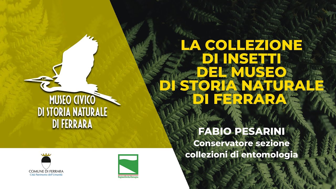 La collezione di insetti del Museo di Storia Naturale di Ferrara