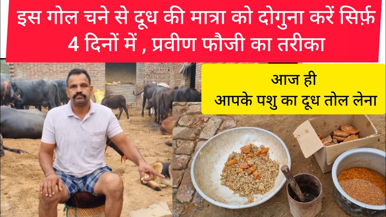 मात्र 4 दिनों में दूध का उत्पादन दोगुना करें👉 जानें प्रवीण फौजी का चमत्कारी चना तरीका ||