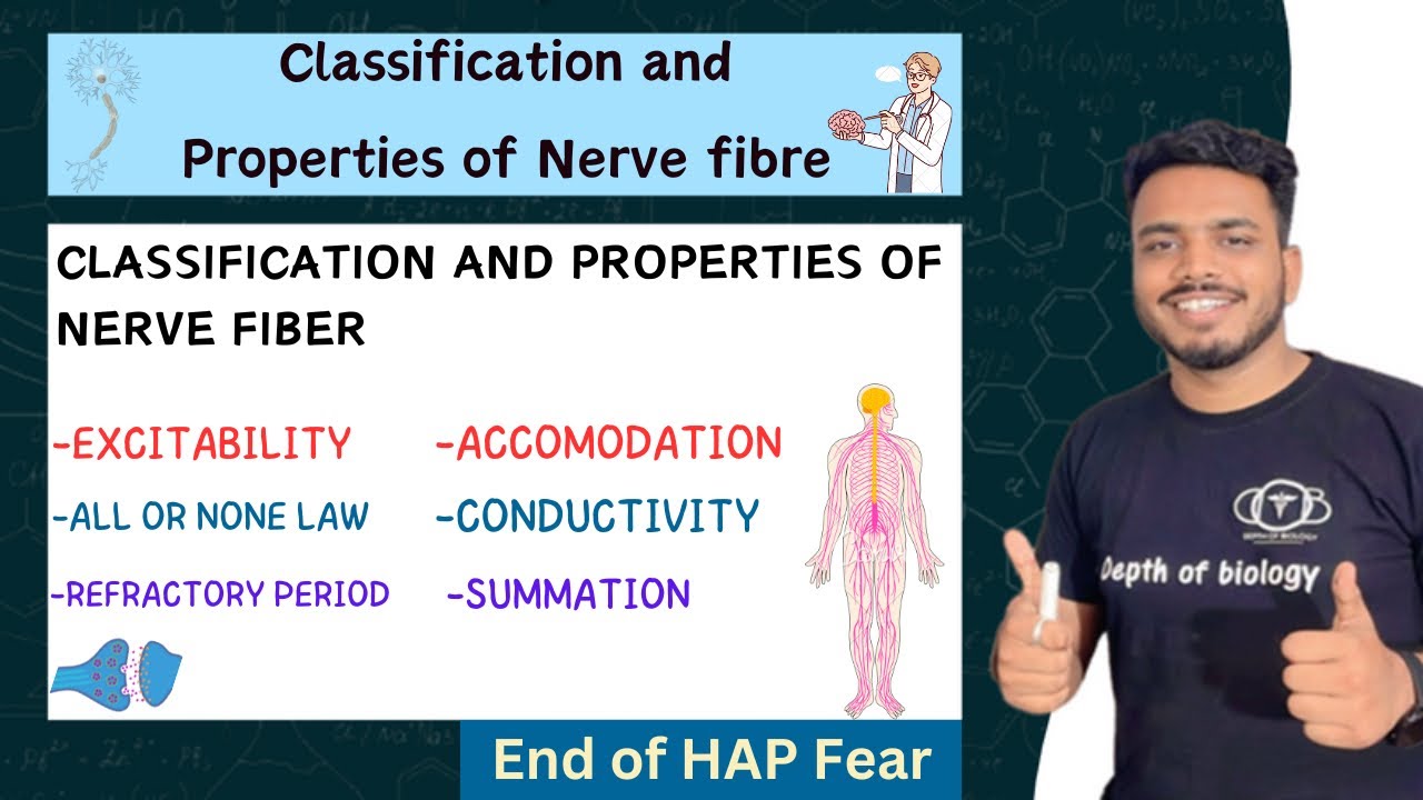 classification and properties of nerve fibre b pharma | classification and properties of nerve fibre