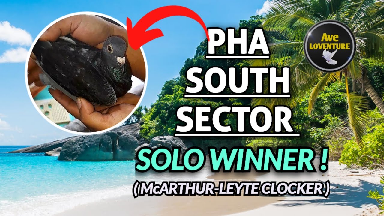 PIGEON CLOCKER PHA | 13TH NATIONAL MCARTHUR-LEYTE 2024 | SOUTH SECTOR SOLO CLOCKER | AveLOVENTURE
