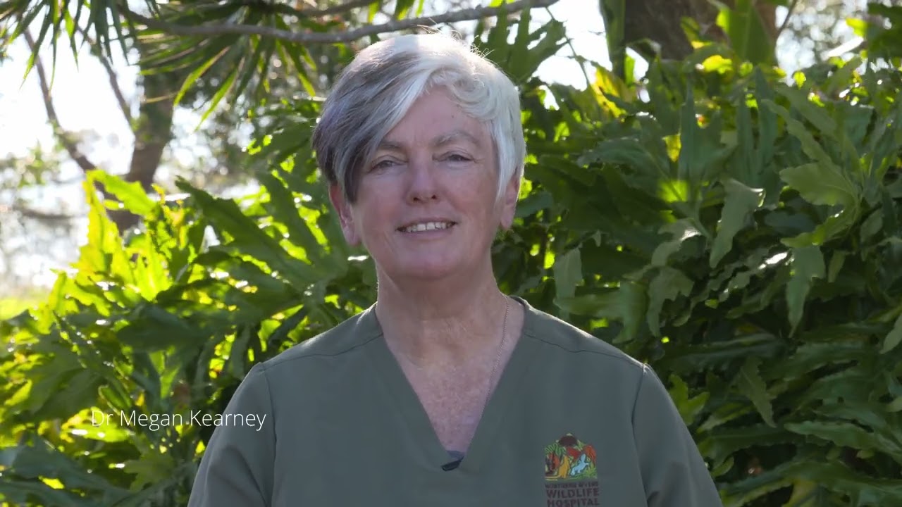About The Northern Rivers Wildlife Hospital