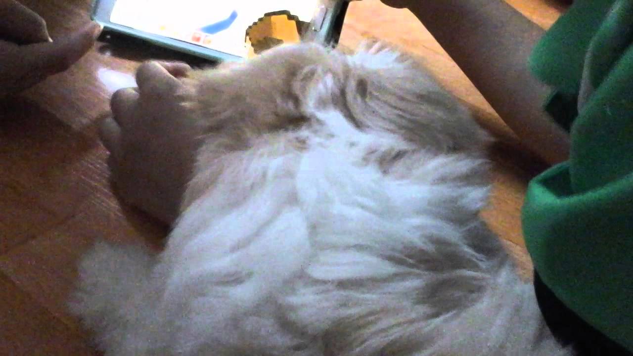 A beautiful dog of Korea.