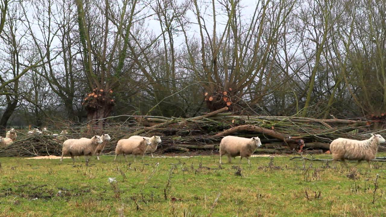 Why do we need Compassion in World Farming?