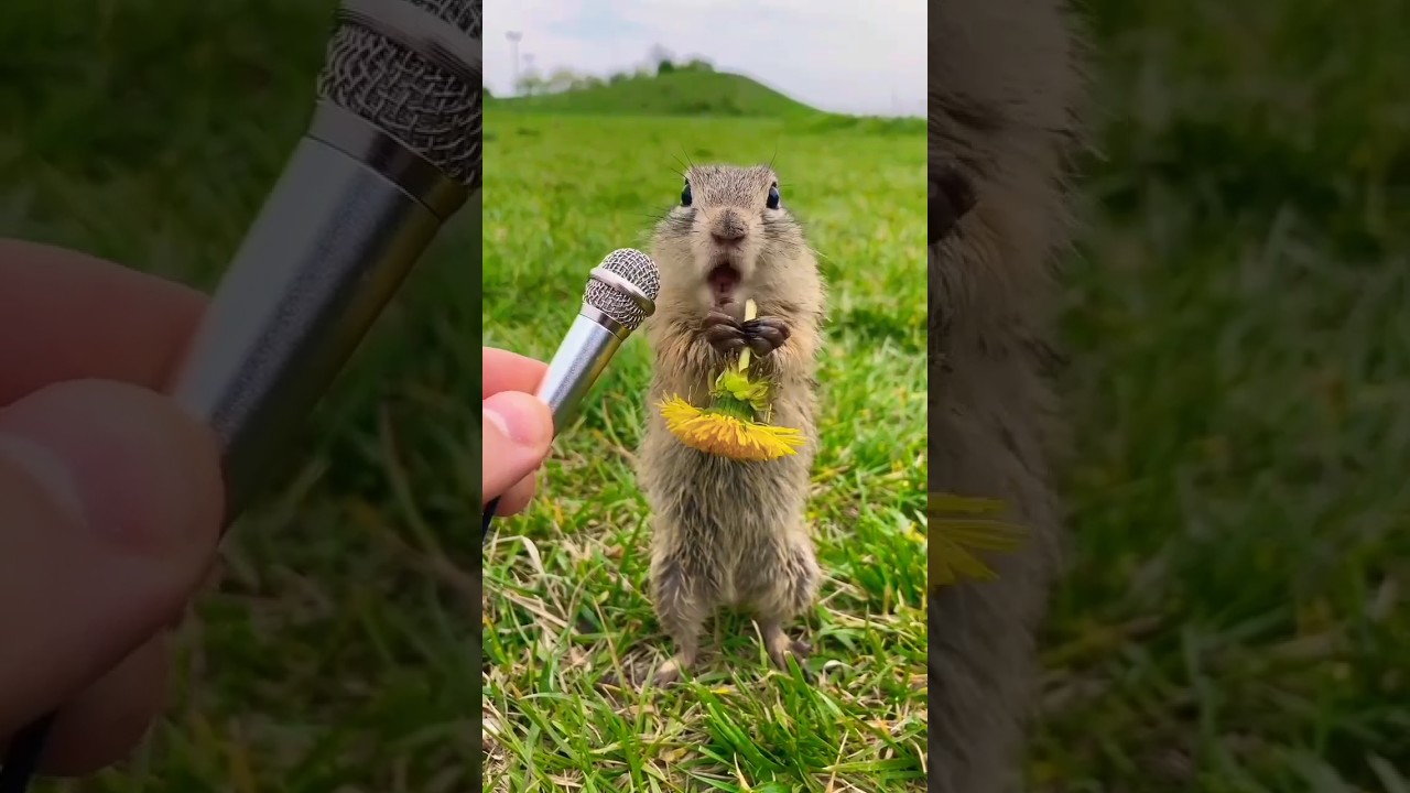 The Sound of a Ground Squirrel Eating 