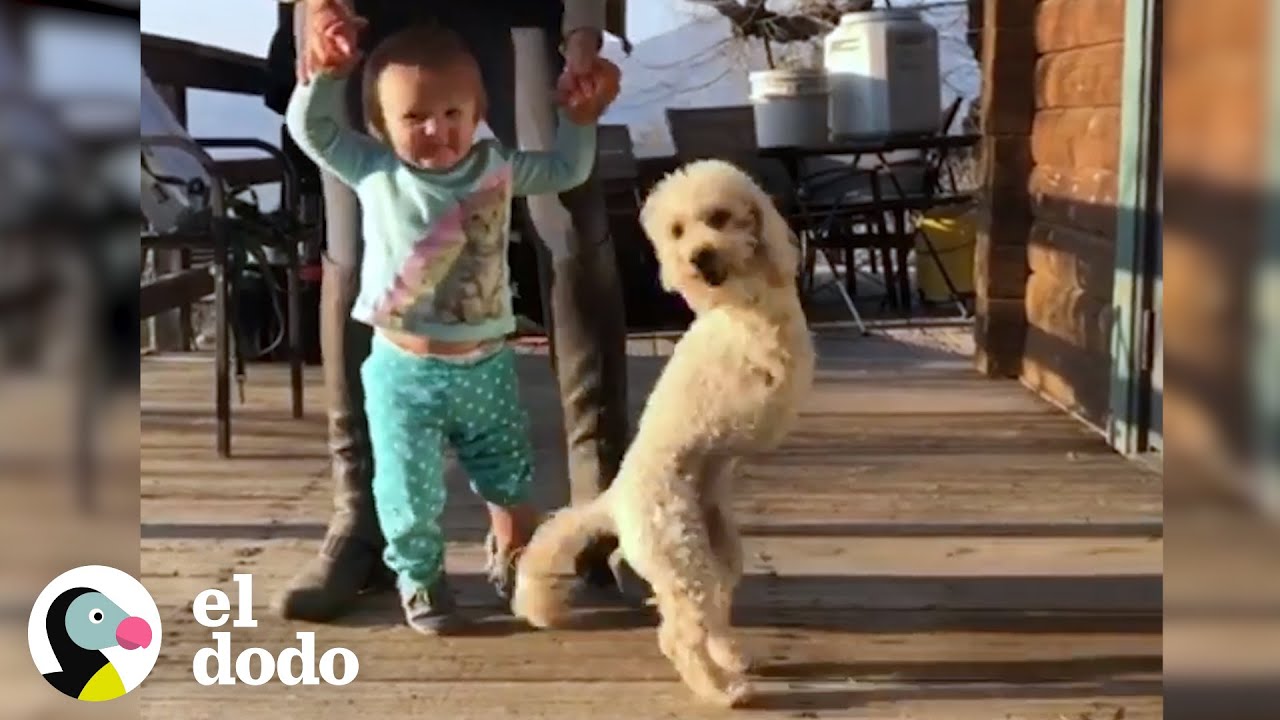 Perrita que perdió las patas delanteras le enseña a caminar a su hermanita I El Dodo | El Dodo