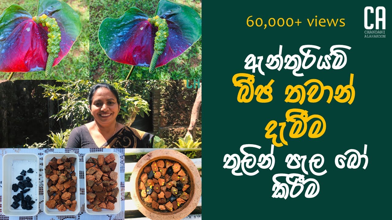 ඇන්තූරියම් බීජ තවාන් දැමීම තුලින් පැල බෝ කිරීම | Breeding of Anthurium seedlings