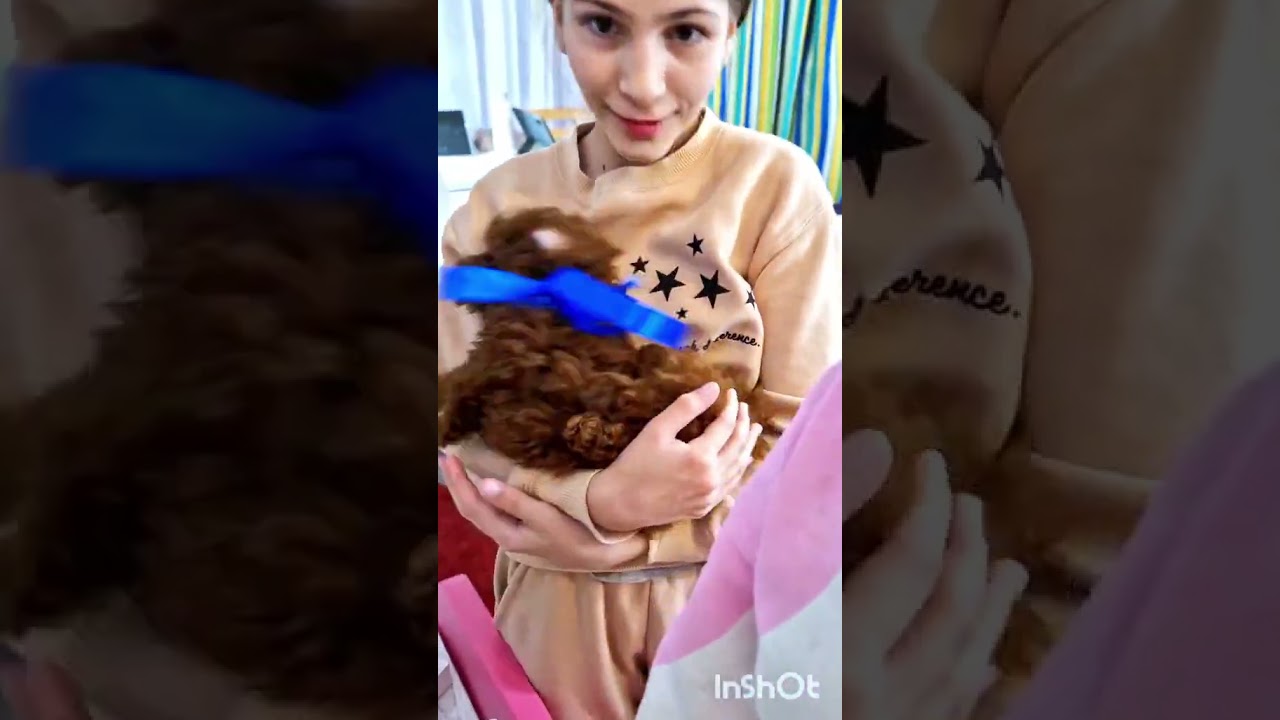 #пуделькитай #пудельтікап #пудельredbrown #пудель