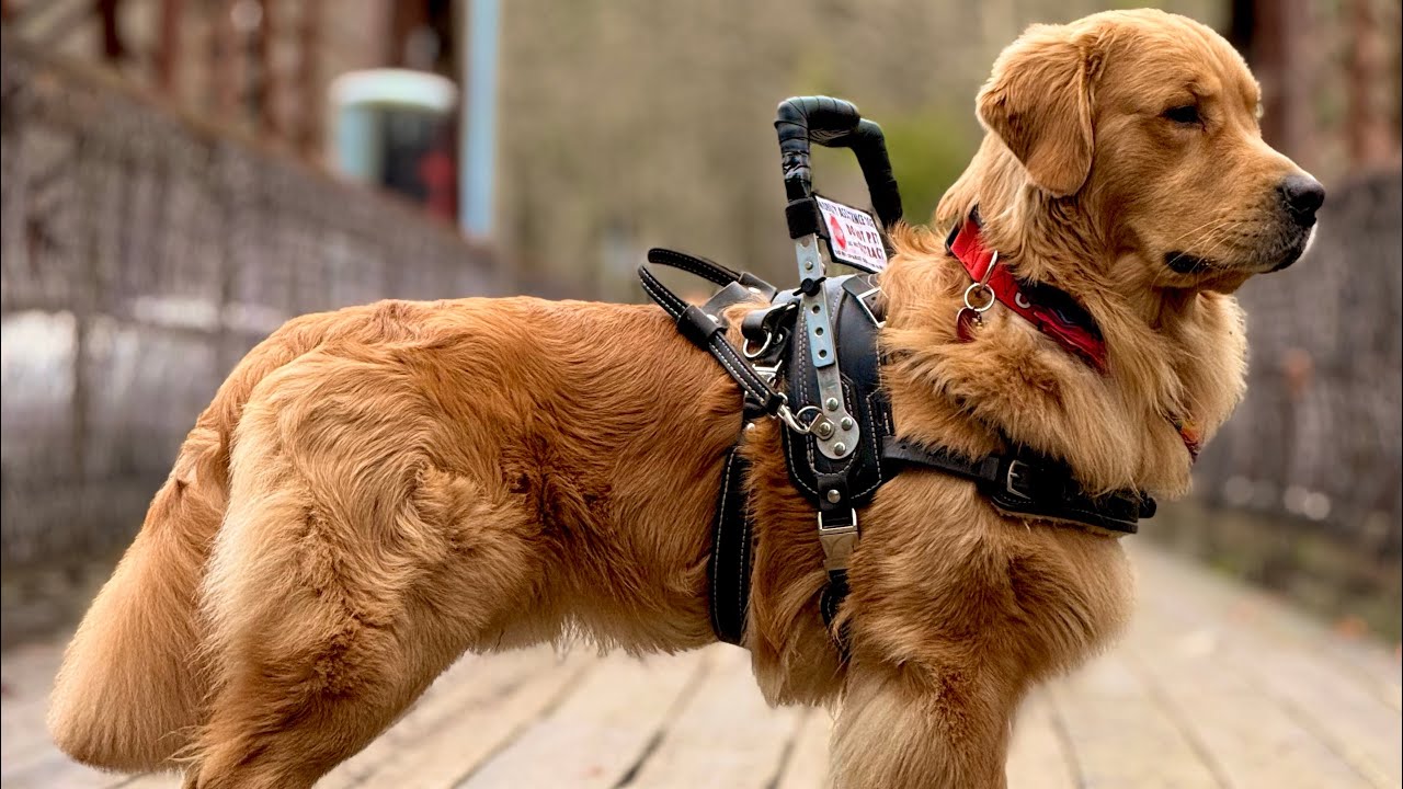 Service dog Vlog| New Year’s fireworks/harness training