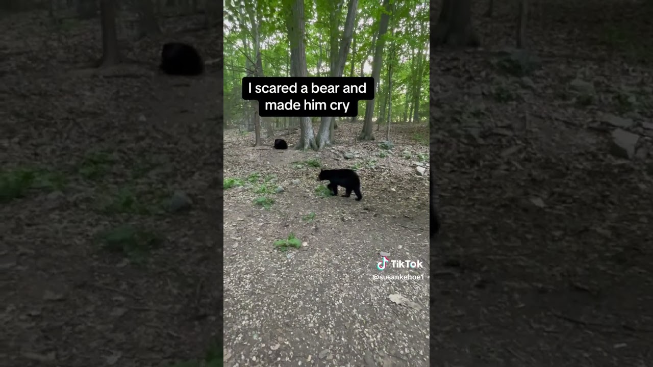 I Scared a Bear and Made Him Cry #animals #animalshorts #bear #babybear #crying #wildlife
