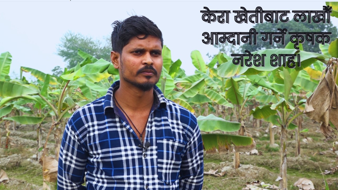 Civil Engineer बने किसान! | केरा खेतीबाट लाखौं कमाइ ।। #aitcnepal #agriculture