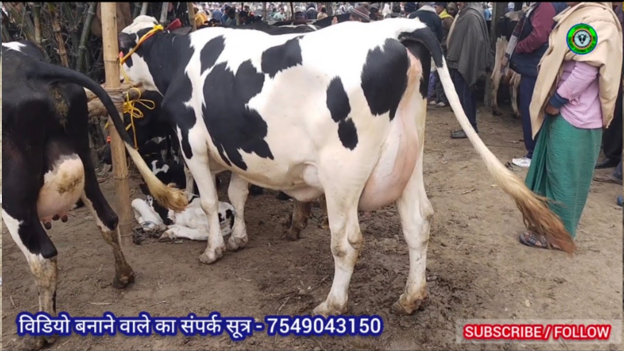 उत्तर बिहार मे सबसे अच्छी गाय की मंडी से बिकाऊ गाय आज कम दाम मे मिली. JARUA PASHU MANDI // COW // 