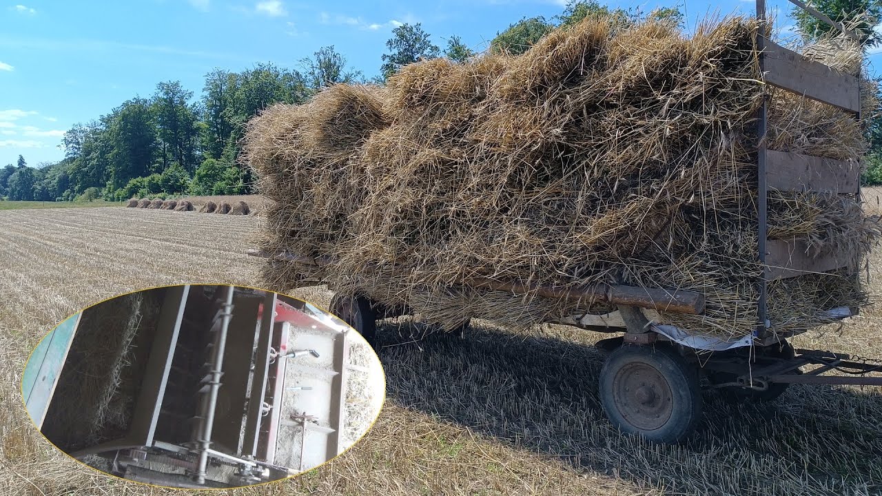 Zwożenie, mł&oacute;cenie młocarnią snop&oacute;w żyta oraz prasowanie słomy.