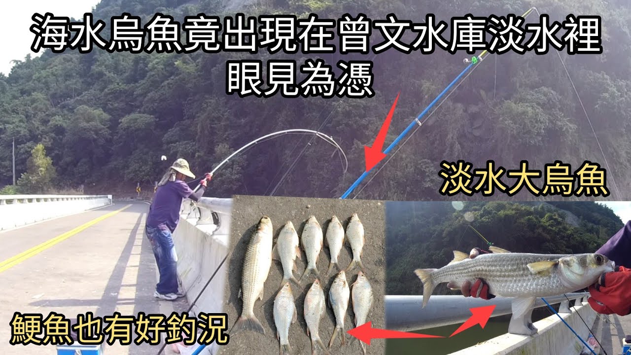 海水烏魚竟出現在淡水的曾文水庫！我是真的親手釣上（眼見為憑）（248集）@Pin338548 阿平趴趴走