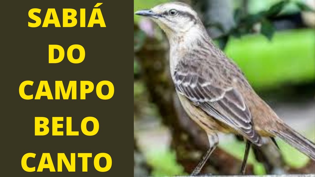 Sabiá do campo cantando gravado ao vivo