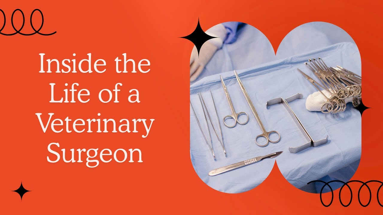 How to Become a Veterinary Surgical Specialist | Cutting-Edge Vet Medicine Explained