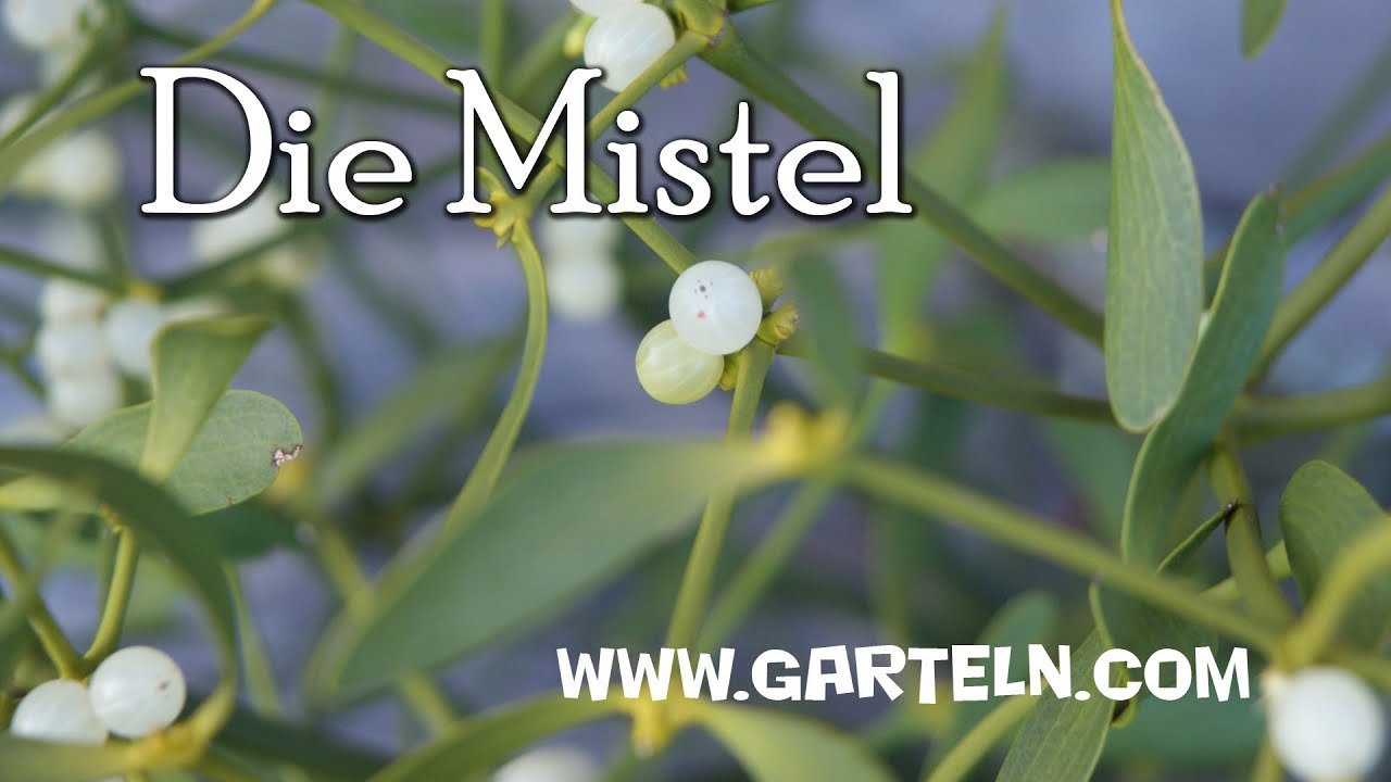 Die Mistel - Tipps und Wissenswertes