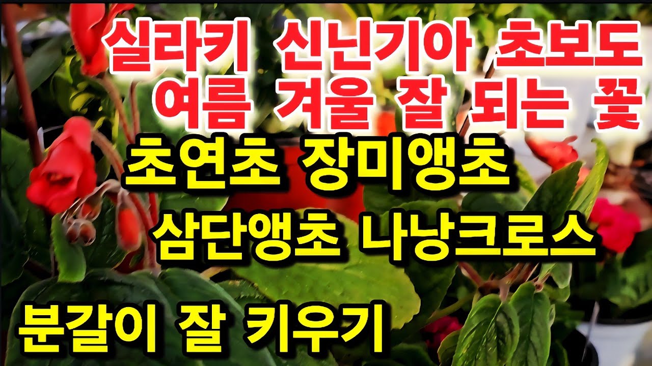 꽃향기 야생화 언박싱 실라키 신닌기아 주먹만큼 큰 구근 분갈이 잘 키우기 