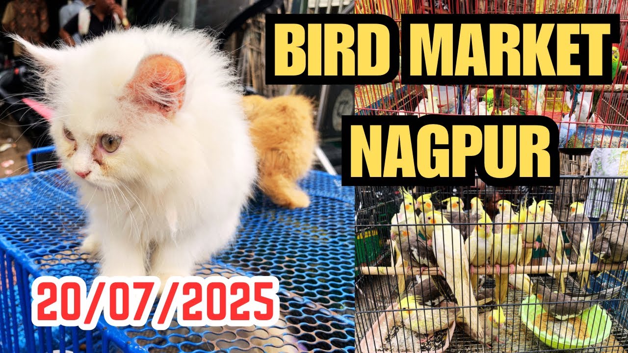 Bird Market Nagpur Today 20/07/25 | lakadganj Ka bird Market | Bird Sunday Market Nagpur ka