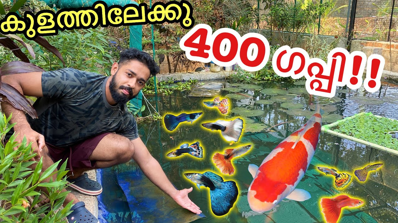 കടയിലെ മുഴുവൻ ഗപ്പിനേം മേടിച്ചു!!! | Bought 400 Fishes