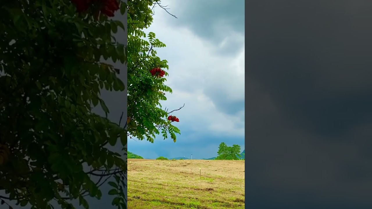 FARM LOT FOR SALE IN NASUGBU BATANGAS #farmlot #lotforsaleph #nature