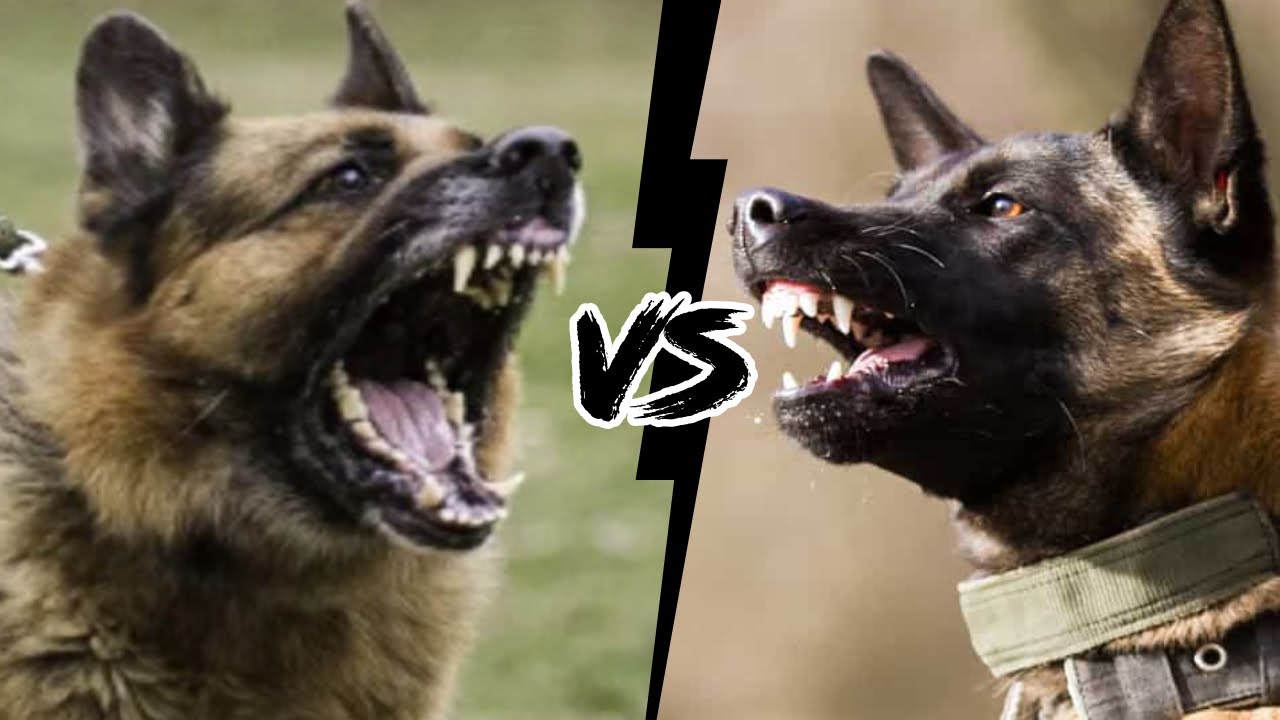 PASTOR ALEMÃO VS PASTOR BELGA - Qual é o mais forte?
