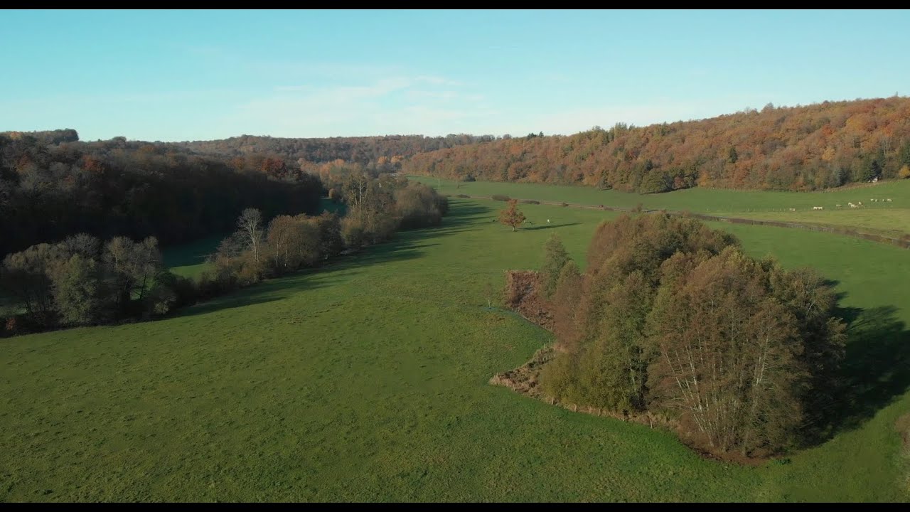 Dernier vol au dessus de la forêt automnale ....