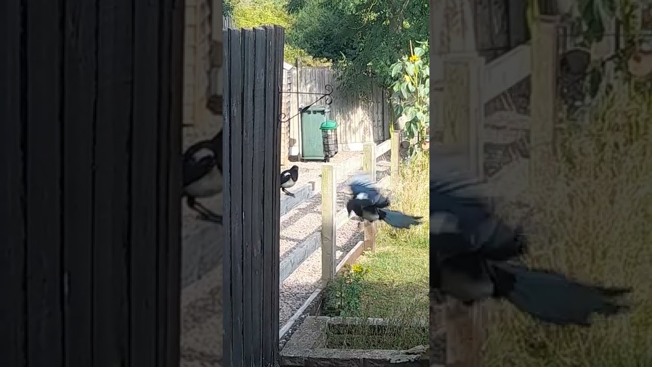 Magpies using a bird feeder. #magpie #birdfeeder