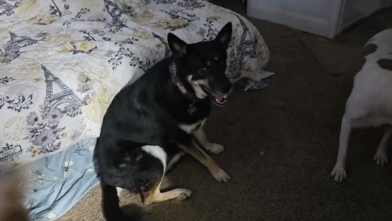 Apollo playing with his older sisters