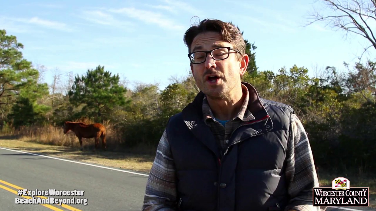 Do Your Part To Protect Assateague Island's Wild Horses