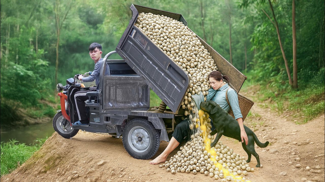 Smart Dog - Harvest 100000 Quail Eggs & Use 3-Wheeled Truck Transport Go To Market Sell | L&yacute; Thị Hoa