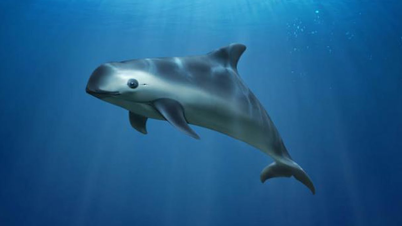 The Most Endangered Porpoise in the World