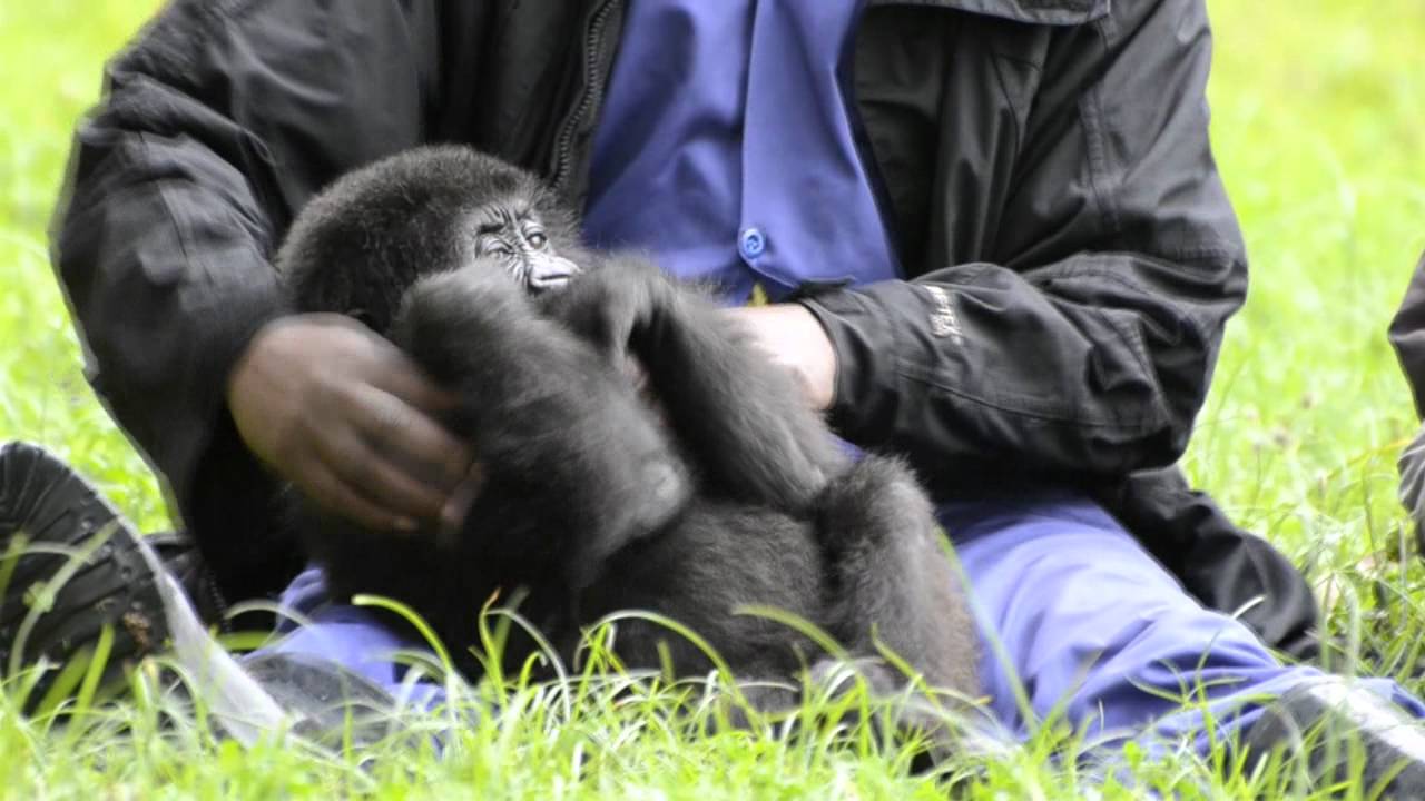 Lucky Ihirwe, the Rescued Baby Mountain Gorilla