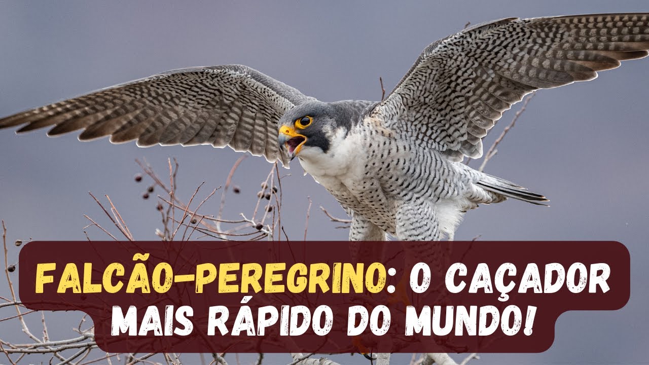 FALCÃO PEREGRINO / CONHEÇA A AVE MAIS RÁPIDA DO MUNDO O FALCÃO PEREGRINO