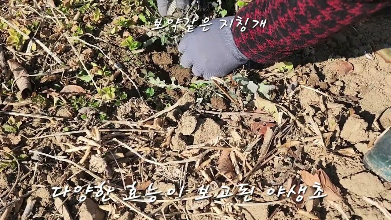 보약같은 지칭개
