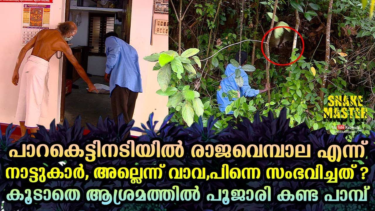പാറകെട്ടിനടിയിൽ രാജവെമ്പാല എന്ന് നാട്ടുകാർ,അല്ലെന്ന് വാവ, പിന്നെ സംഭവിച്ചത് ? | Snakemaster EP 620
