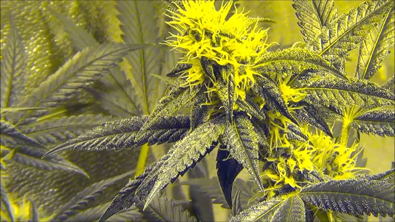 Querkle Start of week 5 TGA DANKNESS!