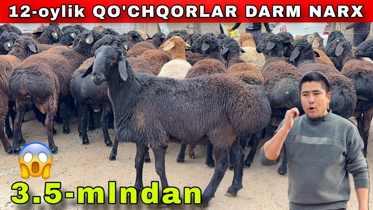 3.5-MLN 😱 DAXSHAT ARZON 12-OYLIK QO’CHQORLAR‼️ SHOSHILING 🔥