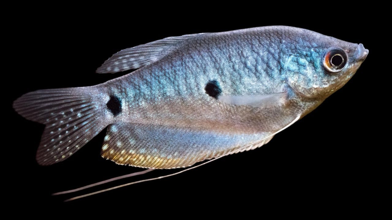 Three spot gourami fish