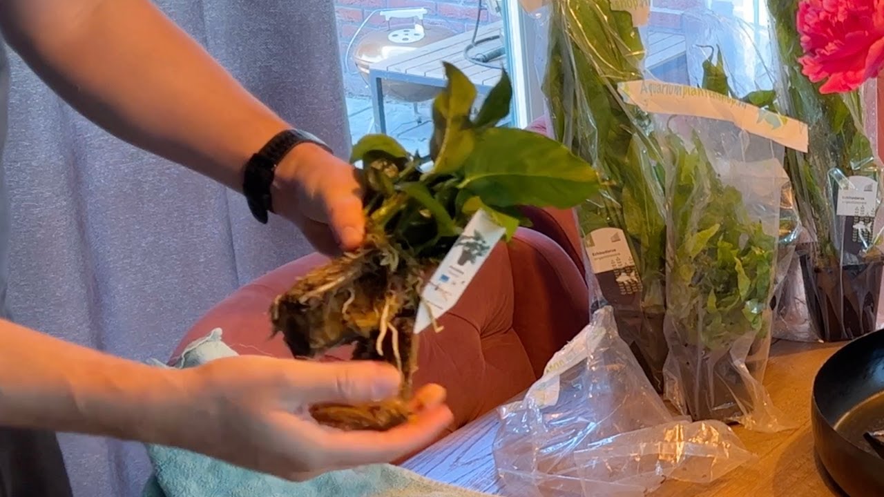 Enkel maar grote planten! Aquarium planten voor in je aquarium van Aquariumplantenshop.nl