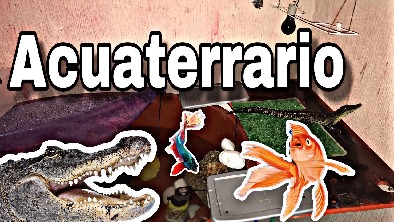 Acuaterrario para cocodrilos y caimanes 🐊💚
