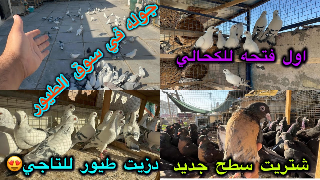 شتريت طيور عجيبه😱جوله في سوق الطيور❤️اول فتحه للكحالي والارفل الجديده😬😬😬😬