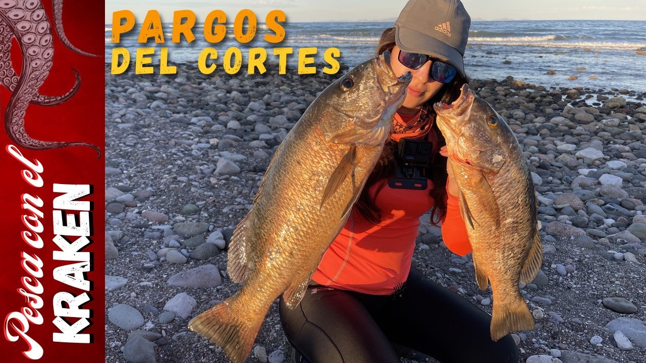 PARGOS EN EL MAR DE CORTES | BAJA FISHING | PESCA EN PIEDRAS