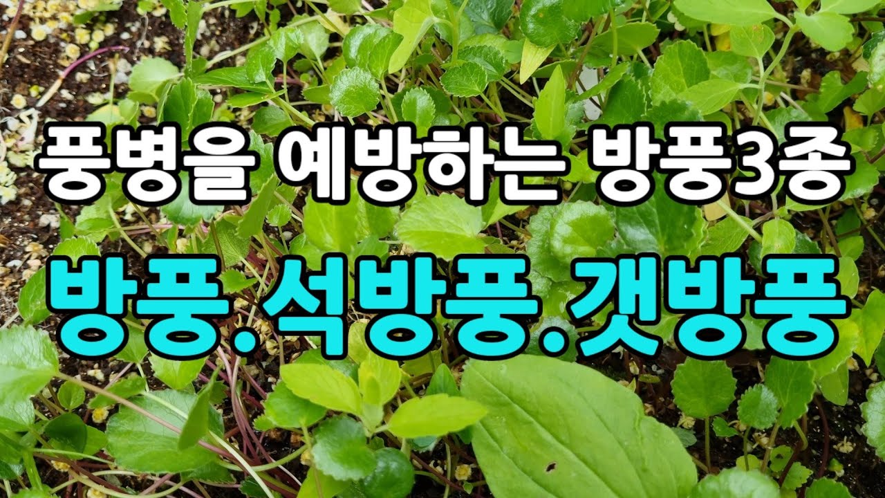 풍을 예방한다는 방풍3종세트 #방풍.석방풍.갯방풍