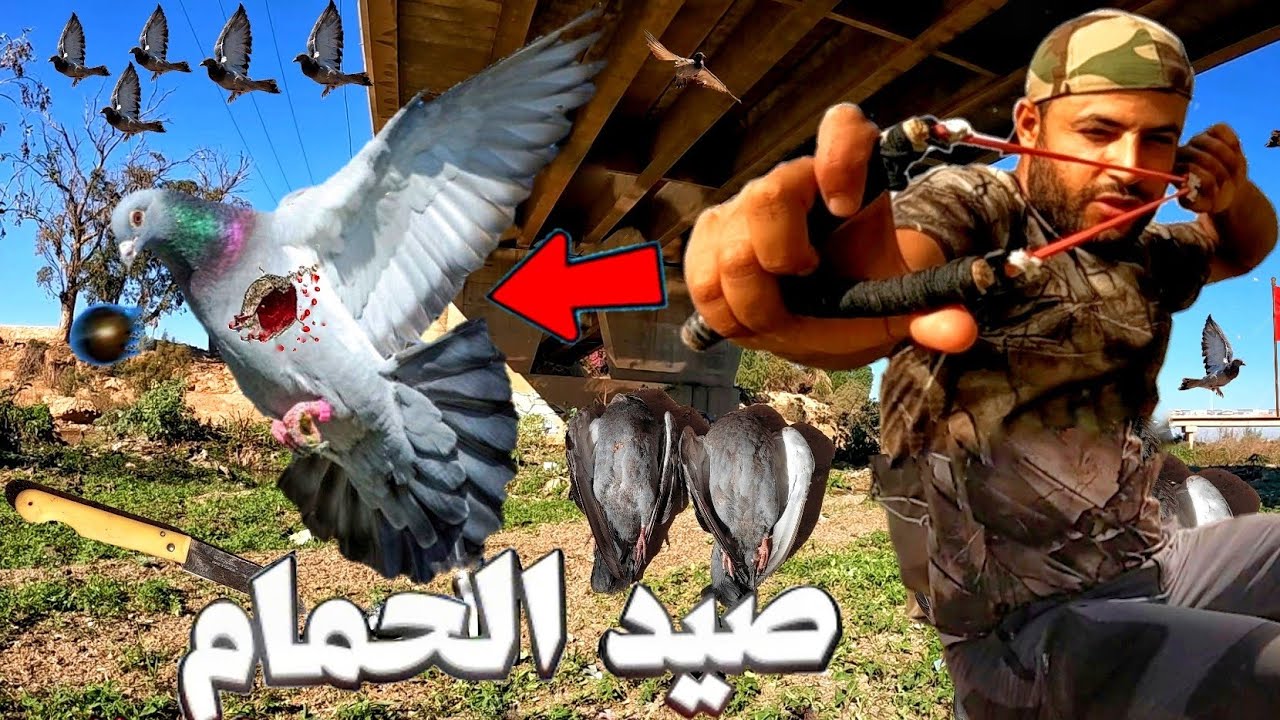 الحياة البرية. صيد الحمام البري 🕊️ وطهيه بالطريقة التركية 😋