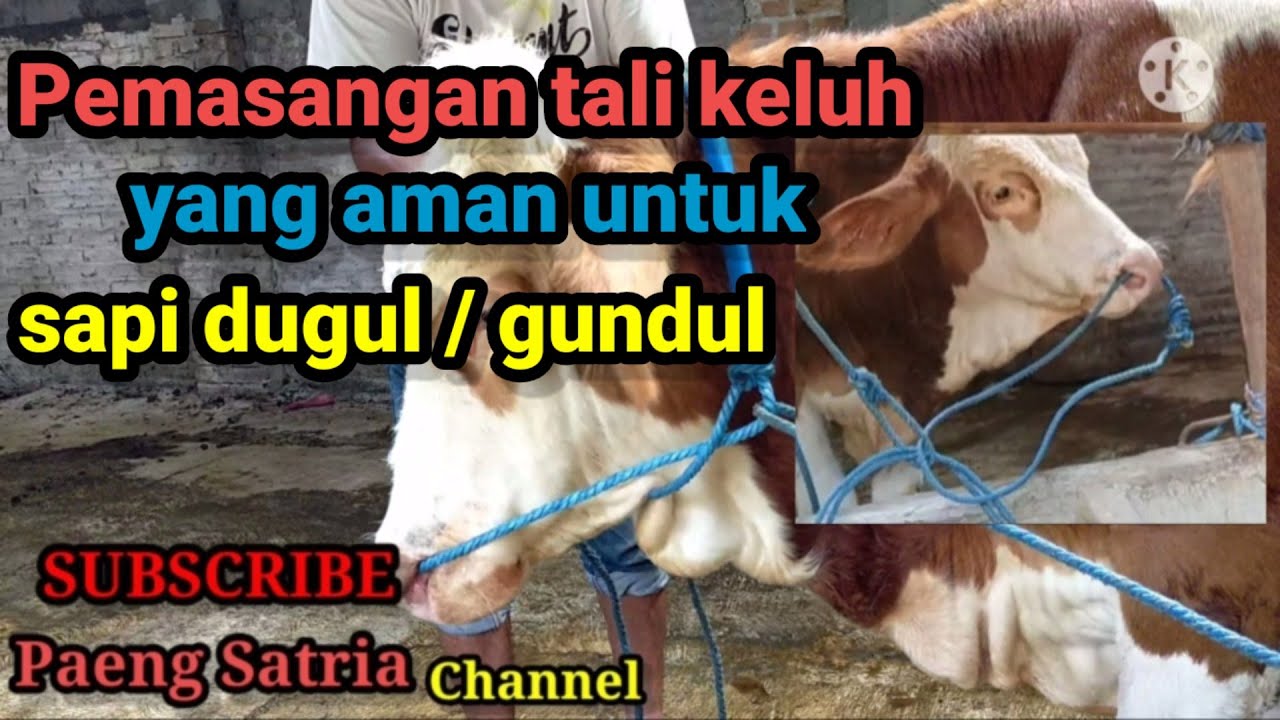 Bisa dicoba! ! ! Pasang keluh sapi dugul atau gundul supaya tidak gampang lepas - pasang keluh sapi