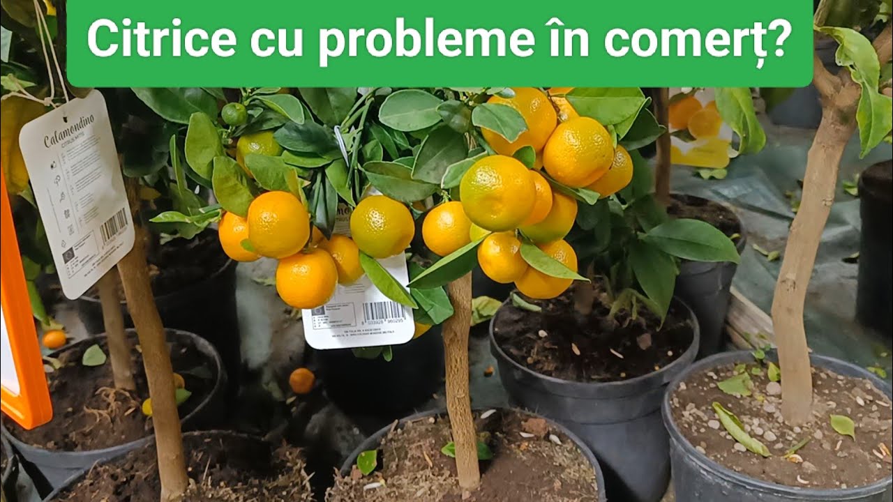 Atunci când cumpărăm citrice