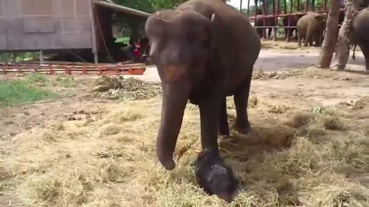 Newborn Elephant first steps July 2007