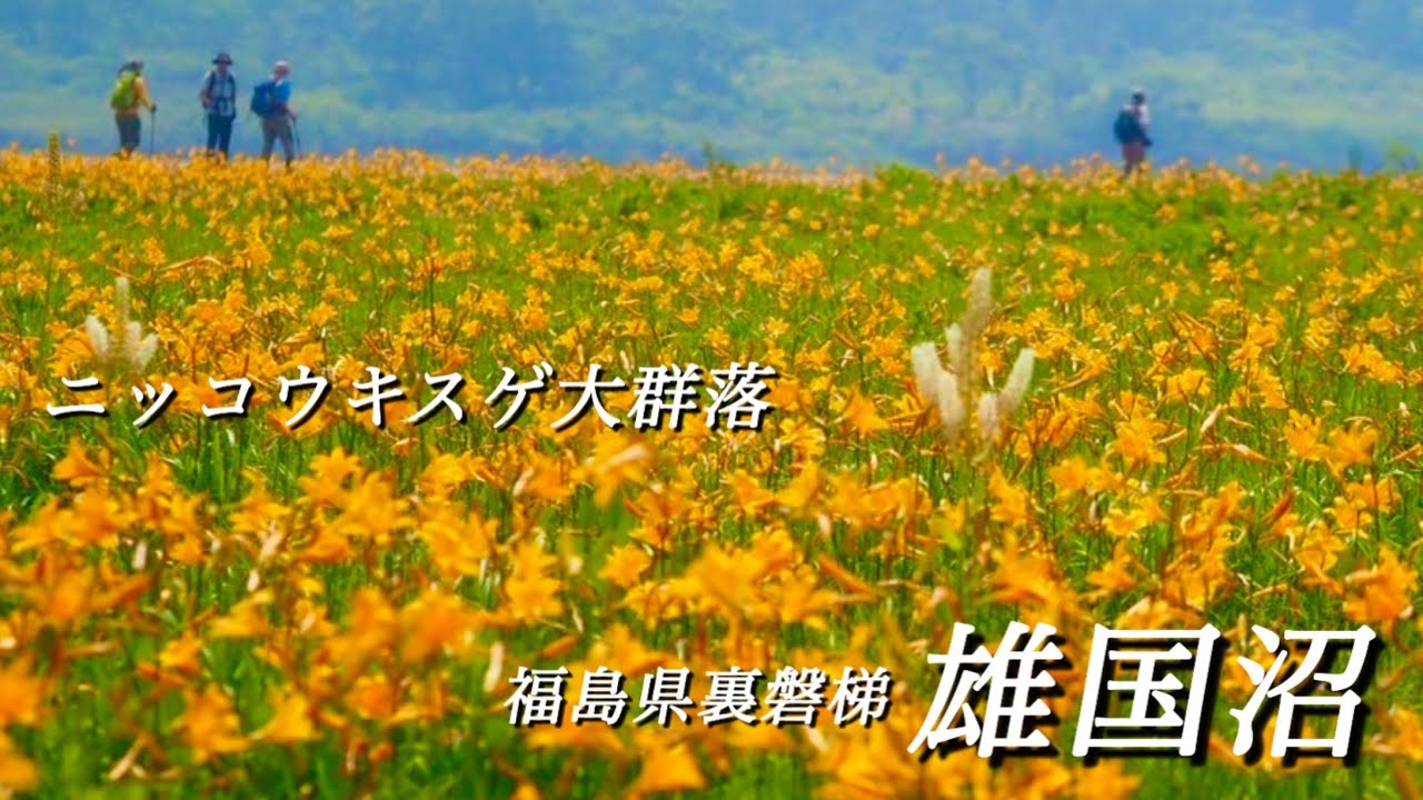 【雄国沼/福島県裏磐梯】 7月 ニッコウキスゲの大群落を見てきました