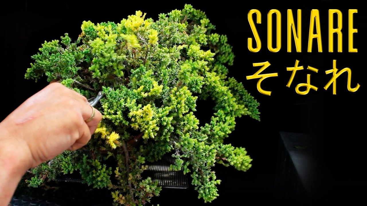 Sonare Bonsai - そなれ 盆栽